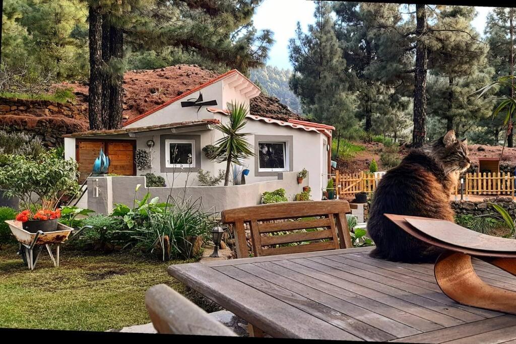 Casa Aguar: Acogedora Casa De Invitados En El Bosque Barrial エクステリア 写真