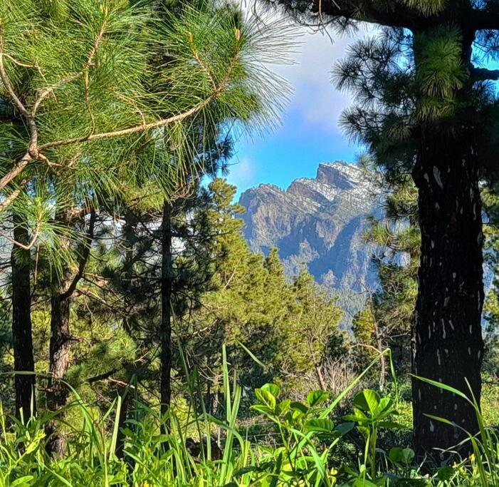 Casa Aguar: Acogedora Casa De Invitados En El Bosque Barrial エクステリア 写真
